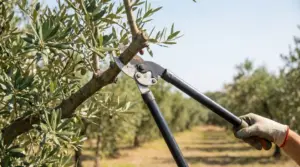 Potatura di un ramo di ulivo con cesoie a due mani in un uliveto