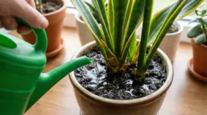 Annaffiatura eccessiva di una pianta di sansevieria in vaso