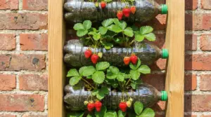 Fragole che crescono in bottiglie di plastica appese a una parete di mattoni