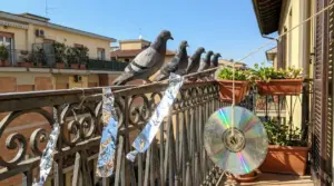 Piccioni posati sulla ringhiera del balcone con CD e strisce di alluminio usati come deterrenti