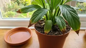 Pianta in vaso sul davanzale con punte delle foglie marroni e sottovaso con acqua