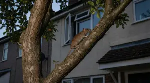 Un topo si arrampica su un albero vicino a una casa con finestra aperta