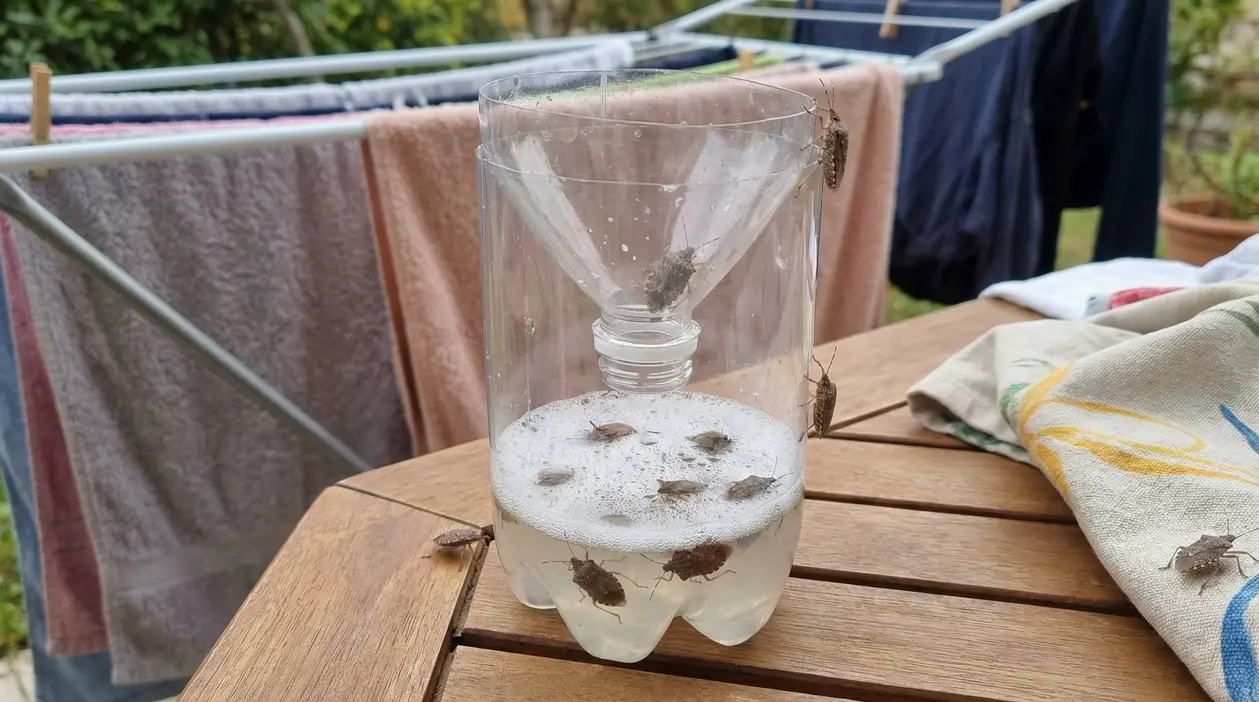 Trappola per cimici realizzata con una bottiglia di plastica su un tavolo vicino a un bucato steso