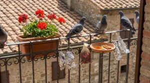 Piccioni appollaiati sulla ringhiera del balcone accanto a un vaso di gerani e rimedi naturali appesi